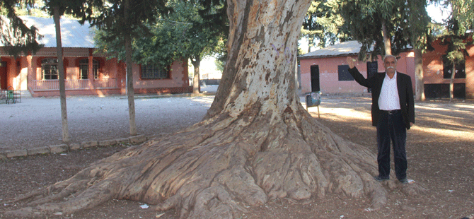 Okul bahçesinde asırlık dev ağaç
