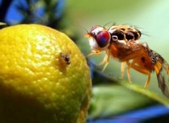 Meyve sineği ile kimyasal mücadele