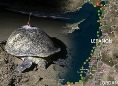 Deniz kaplumbağasının şaşırtan yolculuğu