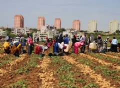 Adana'da patates hasadı başladı