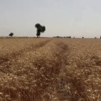 Adana'da Buğday Hasadı Sürüyor