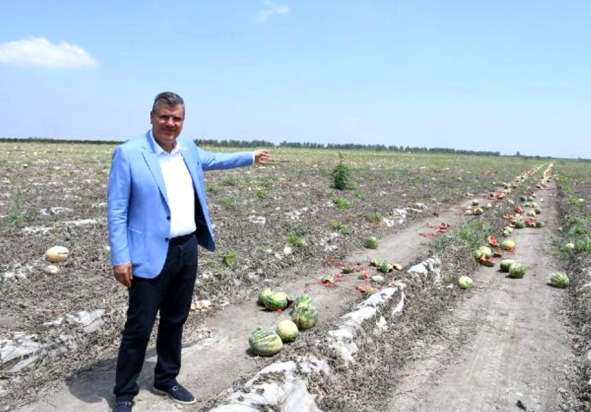 Barut: Adana'da karpuz tarlada kaldı