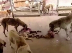  Barınakta aç kalan köpekler birbirine yedi