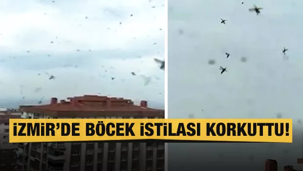 İzmir'de böcek istilası korkuttu