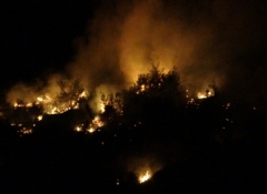 Kozan'da yine orman yangını