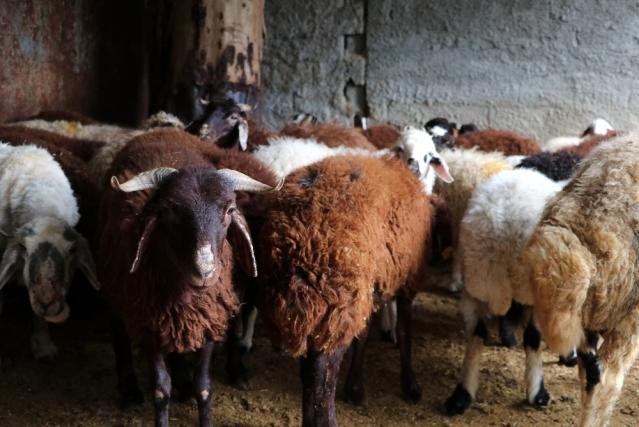 Korona virüsü atlatanlar adaklık koyun kestiriyor