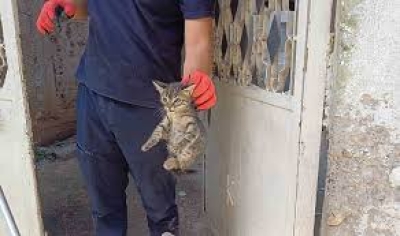 Yavru Kedi Kurtarıldı