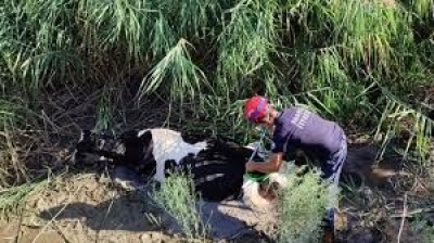 İneği Kanaldan İtfaiye Kurtardı