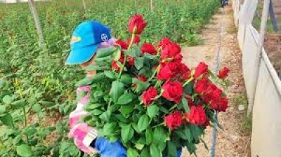 Seralarda gül hasadı