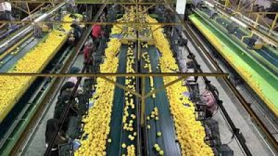 Narenciye İhracatı Arttı, Çiftçiler Düşük Fiyatlardan Şikayetçi