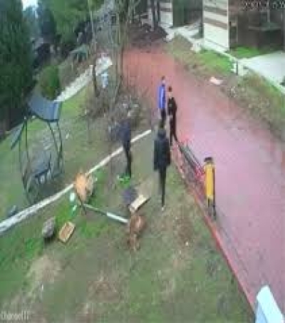 Çocuklar Kuş Yuvasını Parçaladı