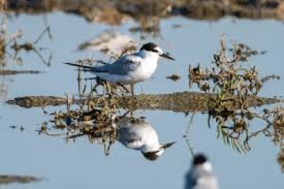 Türkiye'de 287 bin 254 Su Kuşu Tespit Edildi Türkiye'de 287 bin 254 Su Kuşu Tespit Edildi