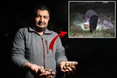 Kozan'da Gece Yarısı Fenerle Toplanan Salyangoz Piyasası