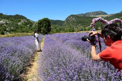 Tapan'da Lavanta Bahçeleri Doldu Taştı