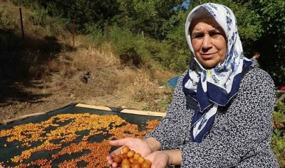 Saimbeyli Kirazları Geleneksel Yöntemlerle Kurutuluyor