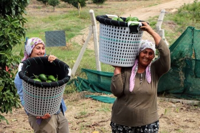 Adana'da avokado hasadında fiyat 180 liradan 110 liraya geriledi