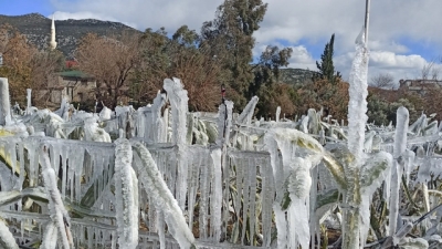 Adana'da meyve bahçesi buz tuttu