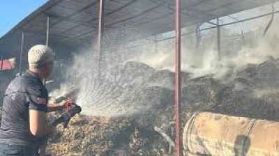 Kozan'da Ahırda Yangın: 5 İnek Hayatını Kaybetti
