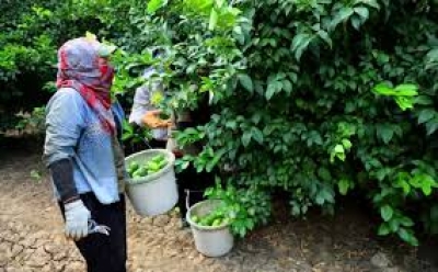Zirai don piyasanın dengesini bozdu, limonun fiyatı 150 TL'yi aştı
