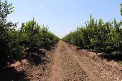 Limon Hasadında Büyük Kayıplar