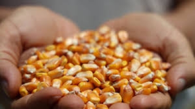 Adana'da 855 Bin Dekar Mısır Ekildi