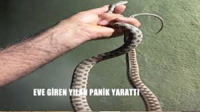 Mutfağa Giren Yılan Panik Yarattı