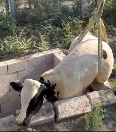 Kuyuya Düşen Boğa İtfaiye Ekipleri Tarafından Kurtarıldı