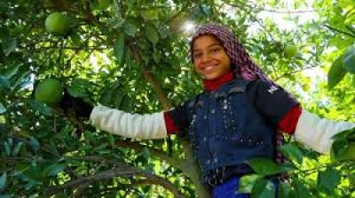 Portakal Hasadı Başladı