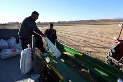 Kozan'da Buğday Ekimi Sezonu