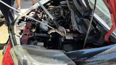 Park Halindeki Otomobilden Otomobilden Yılan Çıkarıldı
