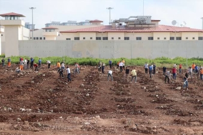 Hükümlüler 5 Bin Zeytin Ağacı Dikti